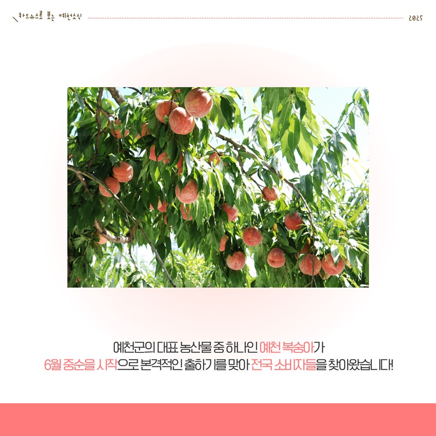 2.전국 소비자 입맛을 사로잡을 예천군 고품질 복숭아 출하!